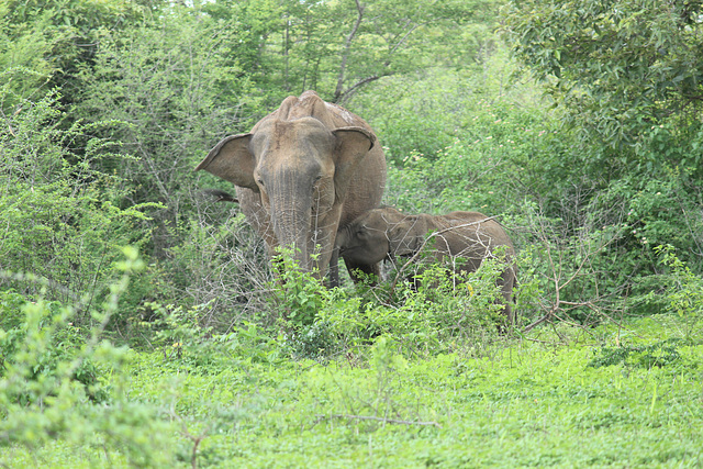 Asian Elephant and baby
