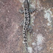 Banteay Srei : salamandre.