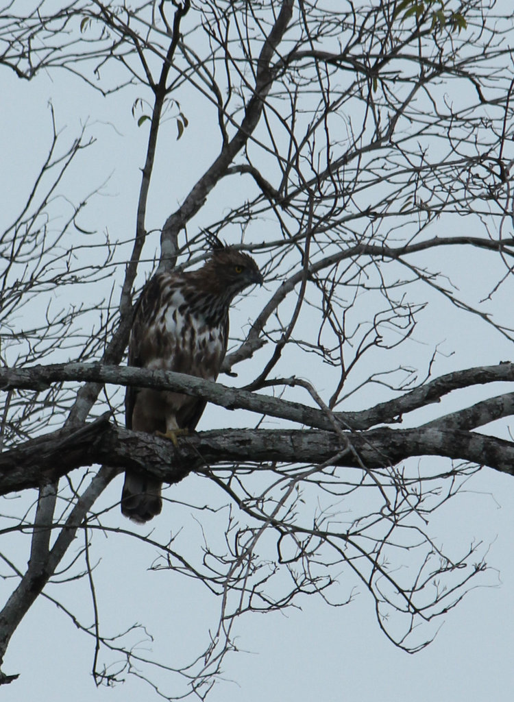 Changeble Hawk-eagle