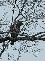Changeble Hawk-eagle