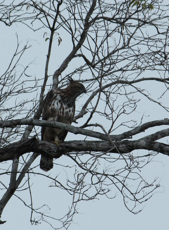 Changeble Hawk-eagle