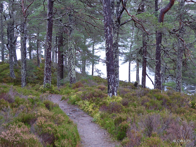 Glen Affric