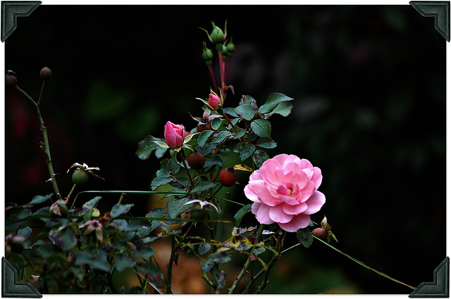 In the evening before the frost