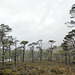 Scots Pines in Glen Affric