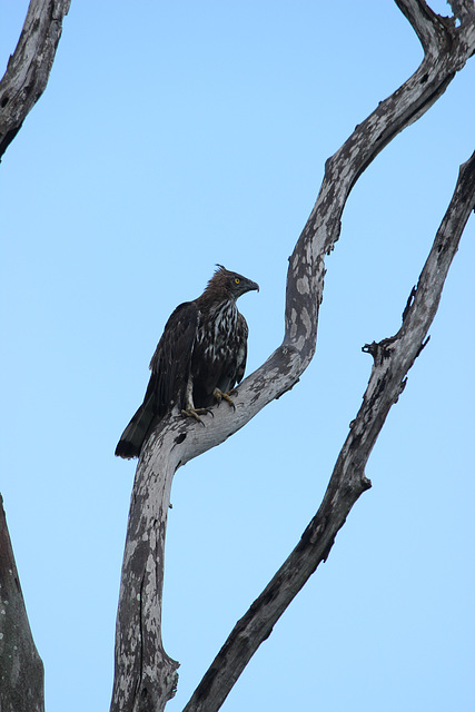 Changeable Hawk-eagle