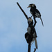 Pair of Malabar Pied Hornbill