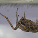 Window lace-weaver spider (Amaurobius fenestralis)