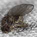 Fruit fly (Drosophila melanogaster)