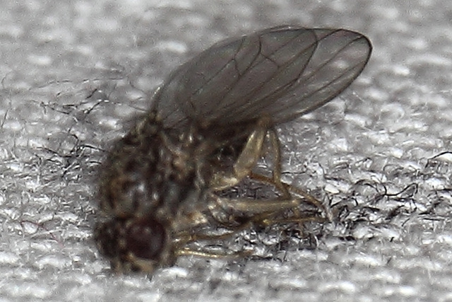 Fruit fly (Drosophila melanogaster)