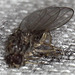 Fruit fly (Drosophila melanogaster)