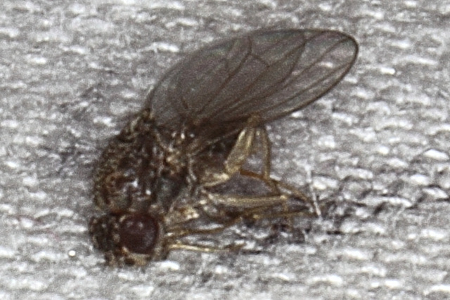 Fruit fly (Drosophila melanogaster)