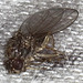 Fruit fly (Drosophila melanogaster)