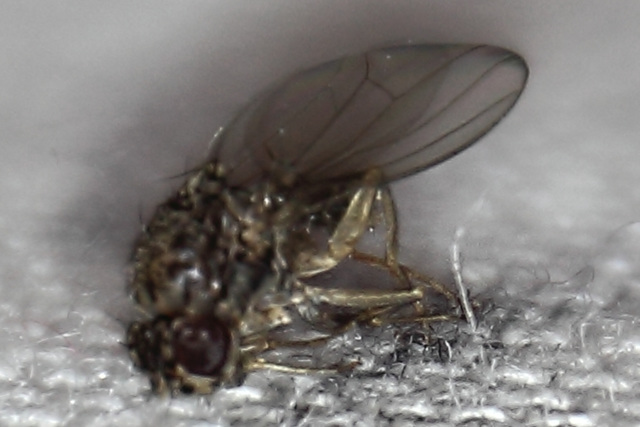 Fruit fly (Drosophila melanogaster)