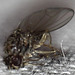 Fruit fly (Drosophila melanogaster)