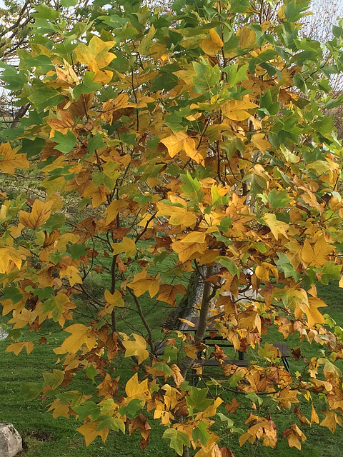 Autumn garden Tulip tree