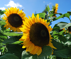 Yellow Sunflowers