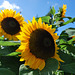 Yellow Sunflowers