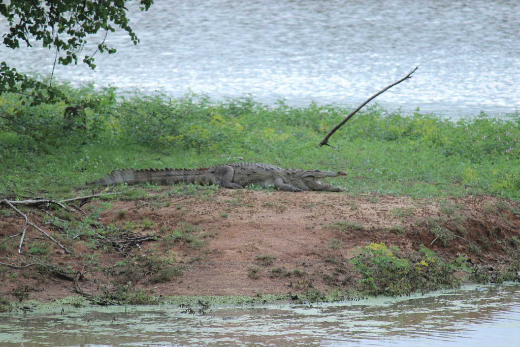 Crocodile