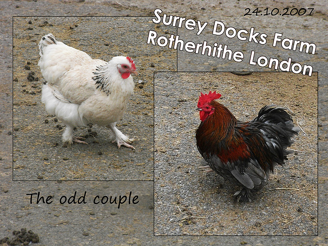 Chicken & cockerel at Surrey Docks Farm - 24.10.2007