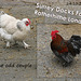 Chicken & cockerel at Surrey Docks Farm - 24.10.2007