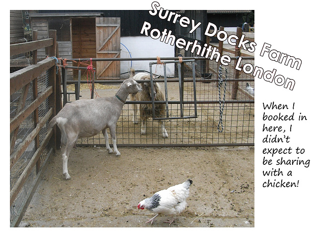 Ram goat & chicken at Surrey Docks Farm - 24.10.2007
