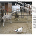 Ram goat & chicken at Surrey Docks Farm - 24.10.2007