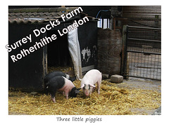 Three little piggies at Surrey Docks Farm - 24.10.2007