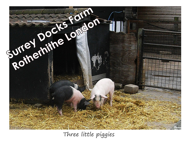 Three little piggies at Surrey Docks Farm - 24.10.2007