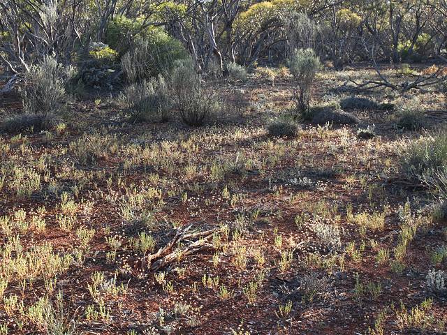 ground cover, Lake Gilles CP