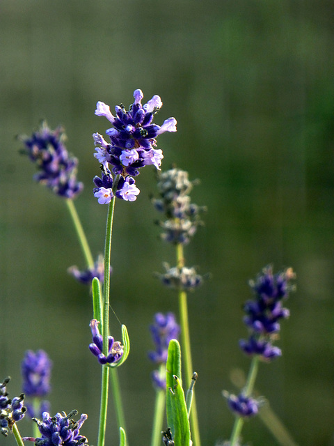 Lavanda