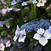 Hydrangea - Jobourg