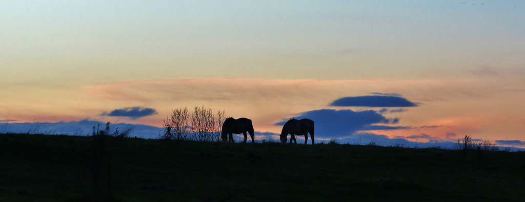 Horses