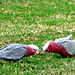 Galahs