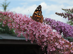 Sommerflieder und Schmetterling