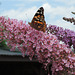 Sommerflieder und Schmetterling