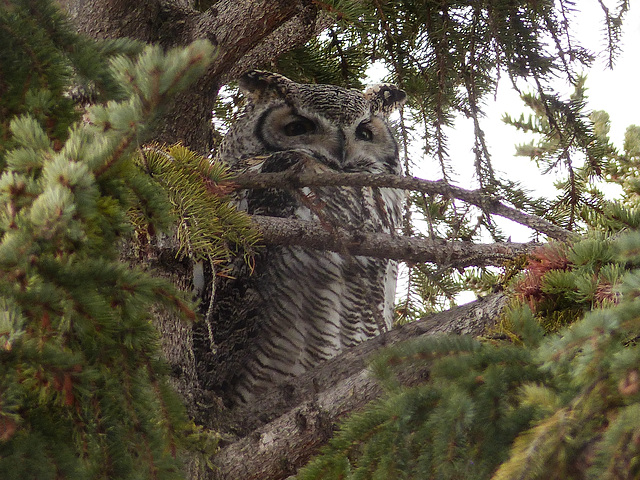 Through the branches