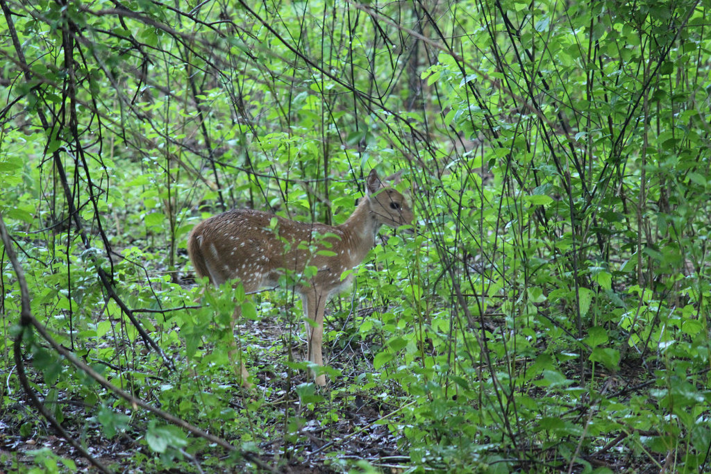 Spotted Deer fawn