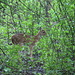 Spotted Deer fawn