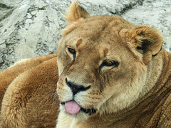 Sleepy Lioness