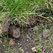 Vole Hole in the Sod