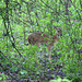 Spotted Deer fawn