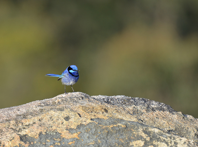 Splendid Blue Wren