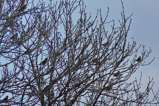 Fieldfare arrived at Arnfield