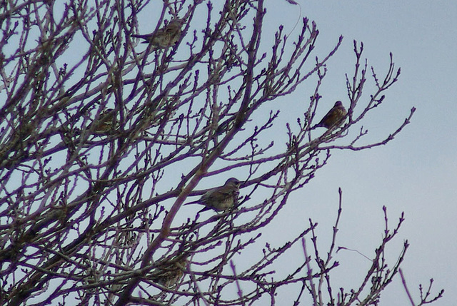 Fieldfare arrived at Arnfield