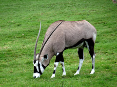 Gemsbok