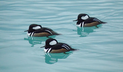 A Trio of Hooded Merganser