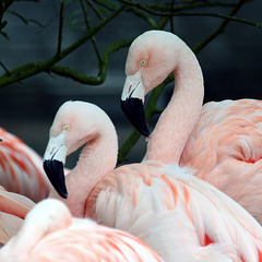 Dierentuin Emmen