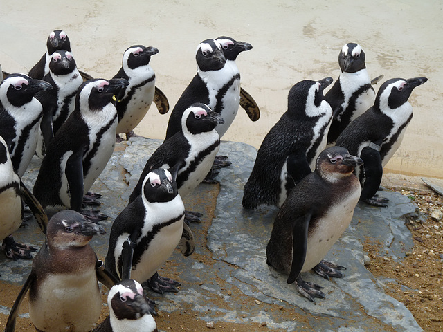 Black-footed Penguins on Parade