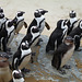 Black-footed Penguins on Parade