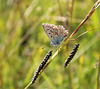 bleu azuré